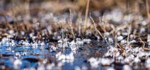Natur